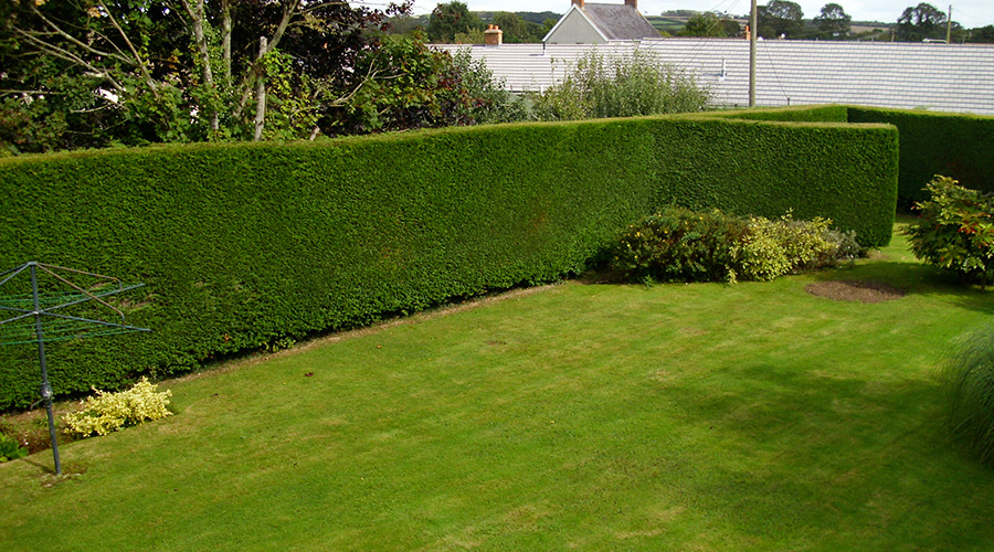 Hedging and Pruning